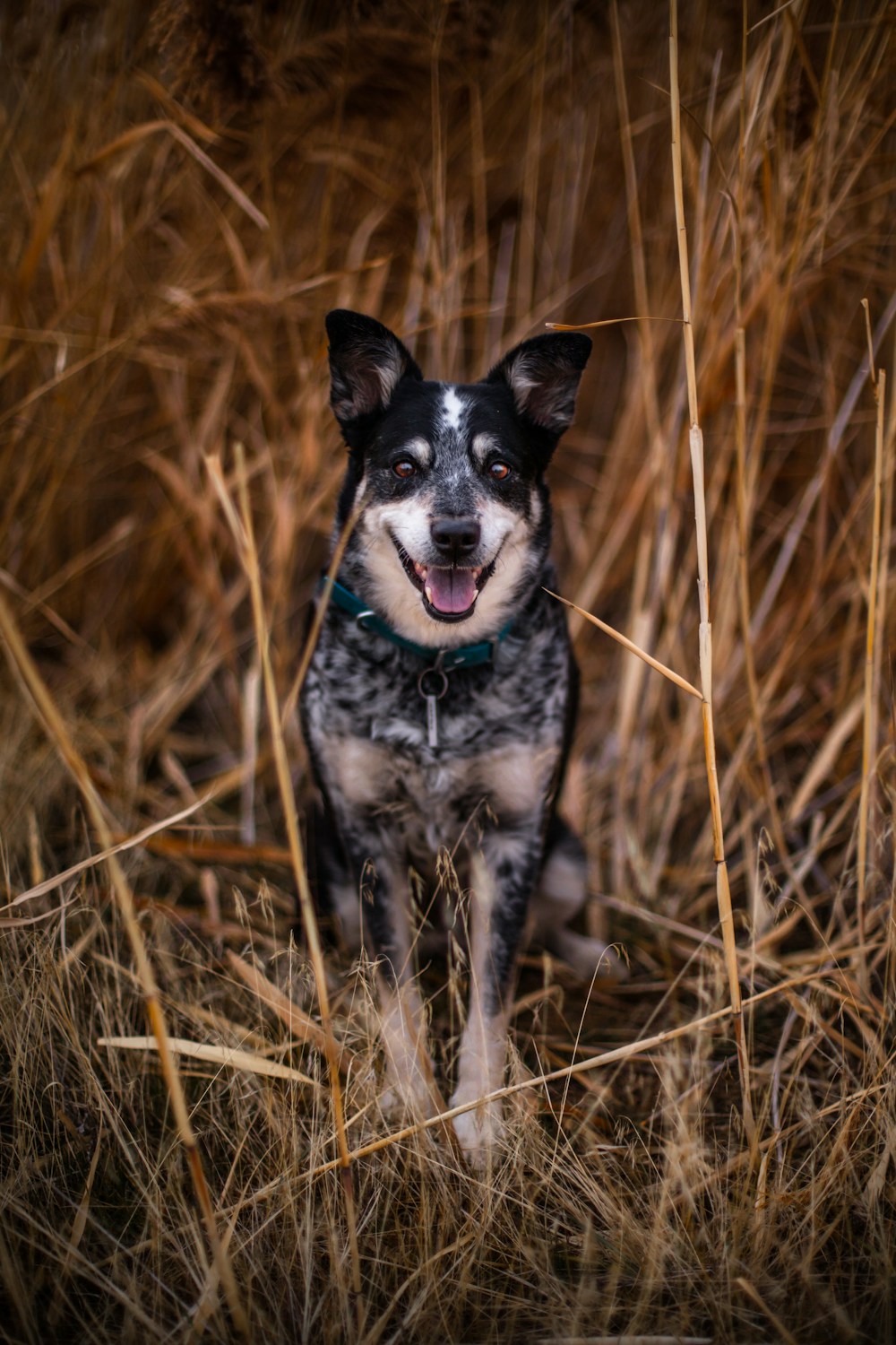 好奇心いっぱいの犬